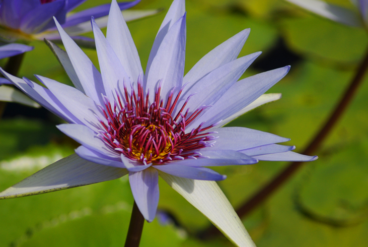 Tropical blooms color Queen Elizabeth II Botanic Park